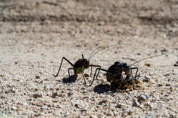 An armored katydid (Acanthoplus discoidalis) eats a run over and dead specimen of its kind while a second waits. cannibalism among insects.