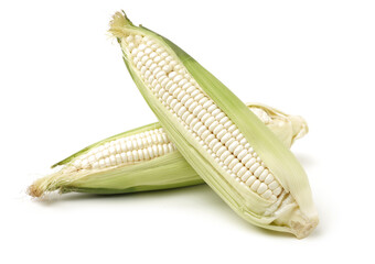 Corn on white background 