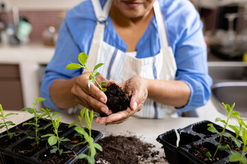 Midsection of biracial mature woman holding sapling and compost while planting on table at home
