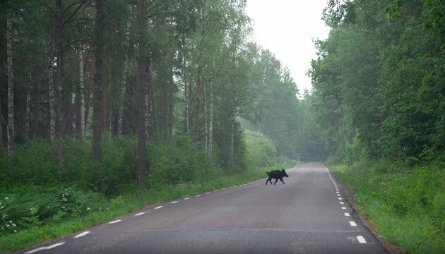 Young wild boar running across the road in southern of Sweden