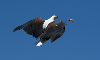 Sea Eagle Hawk Flying Up towards Food