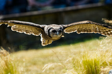 Verreaux Eagle Owl flying besides in a show