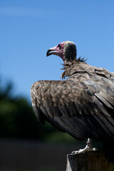 Vulture Stilling looking at the view ready to fly