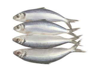 Four raw herring fishes isolated on white background	