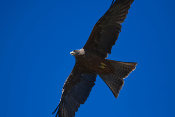 Kite raptor bird flying on a Blue Sky wings out