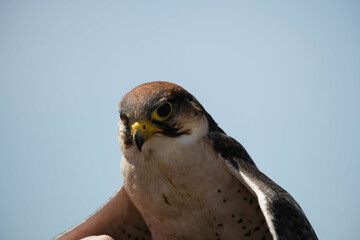 peregrine falcon up close on a blue sky background