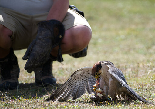peregrine falcon protecting and eating its food