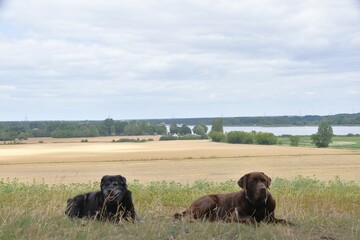 two dogs lie on a hill near a field
