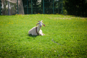 A goat is lying on the grass on a sunny summer day.