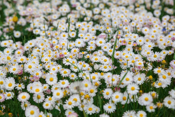 A lot of white daisies grow in the field.