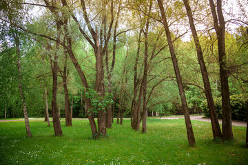 The crowns of trees in the park in summer.