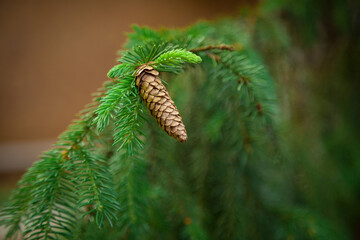 A branch of a fir tree with a cone close-up.