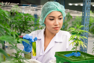 Woman scientist hand holding a test tube with cannabis ruderalis plants in the science lap	