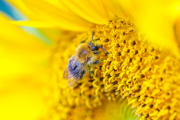 pszczoła, kwiat, słonecznik, żółć, nektar, pyłek - obrazy, fototapety, plakaty