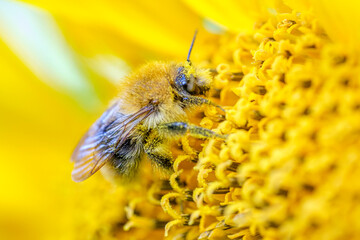 pszczoła, kwiat, słonecznik, żółć, nektar, pyłek - obrazy, fototapety, plakaty