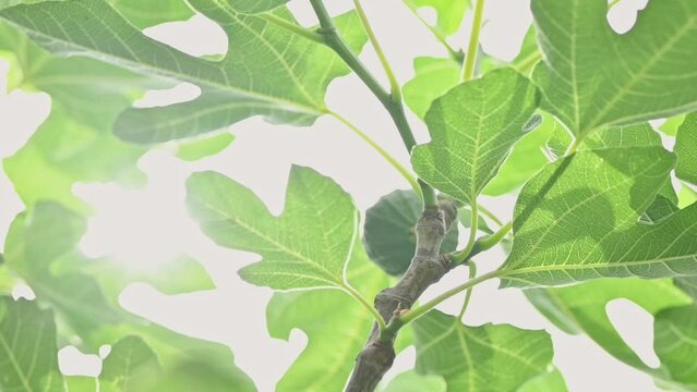 Green fig fruits hang on the branches of a fig tree with green leaves on a sunny day. Fig harvest, fruit tree, plantation, cultivation, healthy food, vitamins. Selective focus