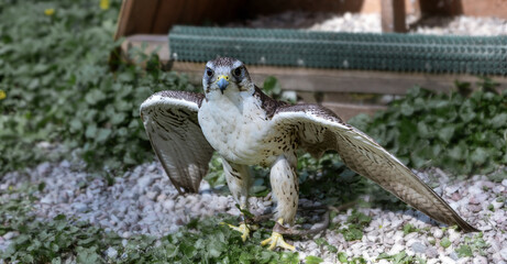 a bird of prey in captivity. a beautiful bird. predator