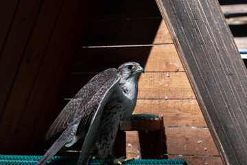 a bird of prey in captivity. a beautiful bird. predator