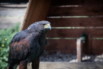 a bird of prey in captivity. a beautiful bird. predator