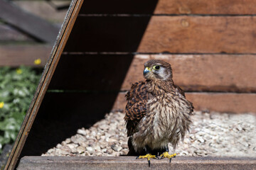 a bird of prey in captivity. a beautiful bird. predator
