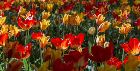 a field with tulips. lots of colors. bright orange tulips. floral background. desktop wallpapers
