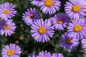 Fototapeta na wymiar lilac aster. aromatic aster. beautiful lilac flowers. beautiful floral background. wallpaper with asters. close-up