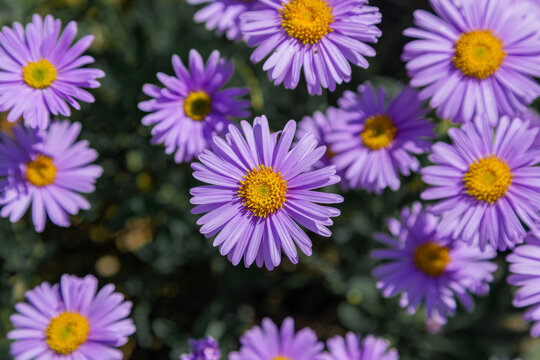 lilac aster. aromatic aster. beautiful lilac flowers. beautiful floral background. wallpaper with asters. close-up