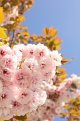 Beautiful sakura tree in sunny spring day