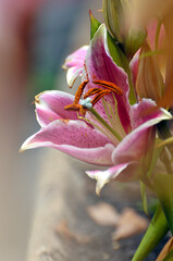 canna lily flowers