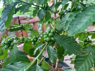 gooseberries on a branch