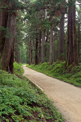 日光杉並木街道の杉と道