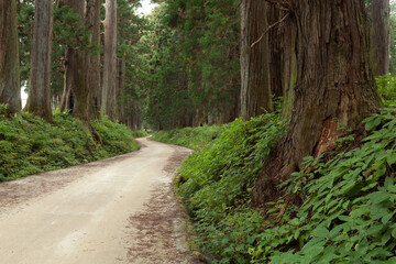 Obraz premium 日光杉並木街道の杉と道