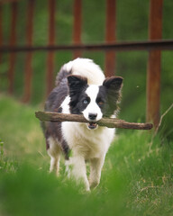 border collie na spacerze © ukasz