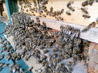 bees in the hive