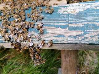 bees in the nest