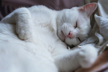 Fototapeta na wymiar close up one sleeping pure white pet cat lying down