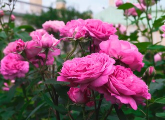 pink flowers in garden