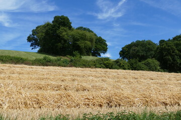Die Getreideernte hat begonnen