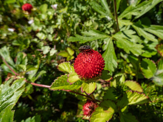 Mock, Indian or false strawberry (Potentilla indica) or backyard strawberry with red fruit in the garden