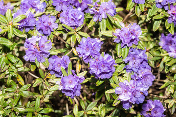 Rhododendron hippophaeoides