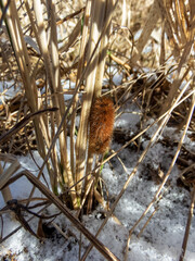 Close-up shot of the caterpillar of the Ruby tiger moth (Phragmatobia fuliginosa) crawling on a dry plant surrounded with snow in spring