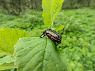 Macro shot of beautiful, metallic, shiny green and copper beetle (Protaetia cuprea) on green leaf in summer