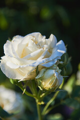 Fragrant white roses on a dark background.