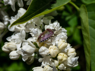 Fototapeta premium Macro of the adult of the sloe bug or hairy shieldbug (Dolycoris baccarum) common form on a white flowers