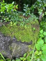 moss on stone