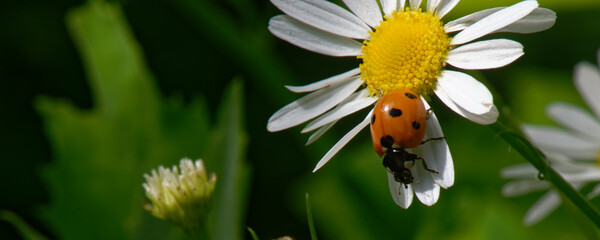 coccinelle à 7 points - sur pâquerette
