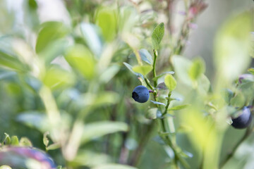 whortleberry, European blueberry, filling, bilberry, blaeberry, traditional medicine, blue, lowbush, berries, edible, bioreserve, biosphere reserve, Continental Northern Europe, Blueberries, blueberry
