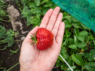 Naklejka na ściany i meble View of a hands palm holding huge, red, ripe strawberry in the garden with strawberry plants in background