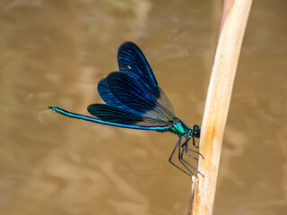 Bright metallic blue dragonfly. Adult male of Beautiful demoiselle (Calopteryx virgo) sitting on...