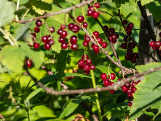 Perfect red ripe redcurrants (ribes rubrum) on the branch between green leaves with blurry background. Taste of summer